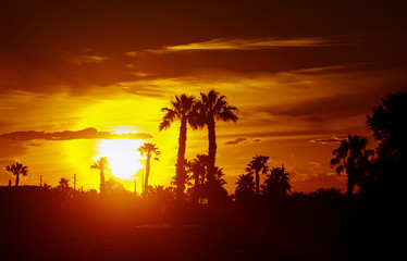 Obraz na płótnie Canvas Palm trees a beautiful skyline and palm trees at sunset