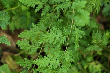 Green plants background