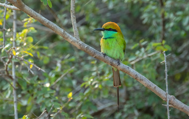 Green Bee-eater (Merops orientalis), Yala National Park, Sri Lanka	