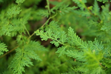 Green plants background