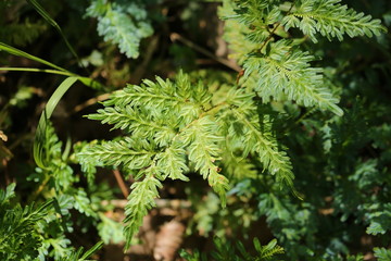 Green plants background