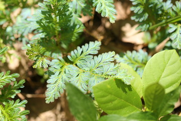 Green plants background