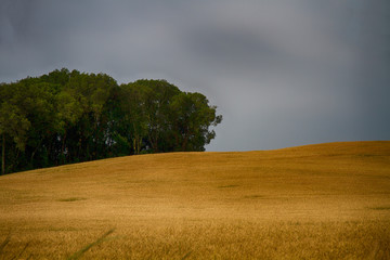 road in the field