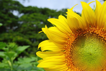 beautiful sunflower blossom blooming in nature