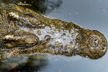 Top view of Crocodile head in the water, close-up