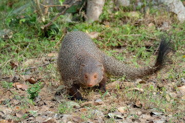 ruddy mongoose (Herpestes smithii), Yala National Park, Sri Lanka