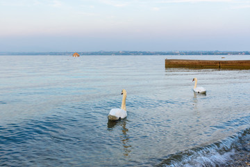 White swans on Garda Lake, Lago di Garda. Peschiera del Garda. Italy
