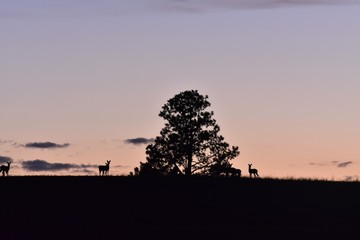 Deer in silhouette at dusk