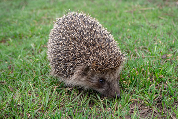 European or ordinary hedgehog on a green meadow. Spring. Close-up.