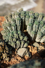 Cactus in the desert in Morocco.