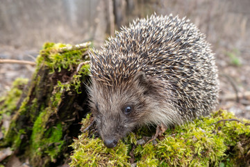 European hedgehog on green moss in the forest. Spring. Close-up.