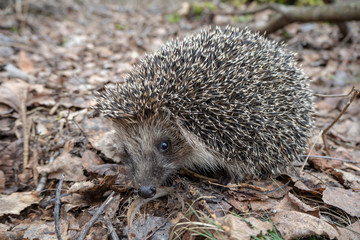 Hedgehog on last year's dry foliage in the spring forest. Close-up.