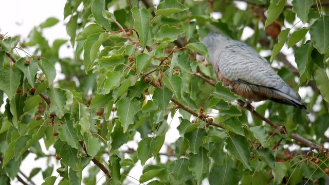 A female Gang Gang Cockatoo foraging food from a suburban street tree.