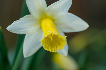 Large-cupped Daffodil with dew