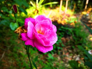 rose flower