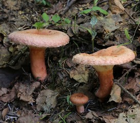 Lactarius torminosus from Shanxi province of north China