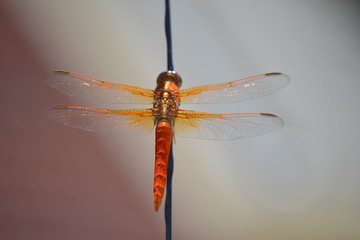 Orange dragonfly landing