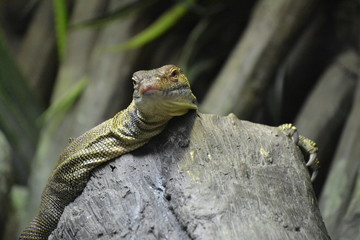 small lizard on a rock