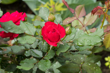 Fototapete bei efototapeten.de bestellen   