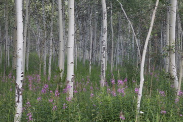 Obraz premium Aspens in Grand Teton