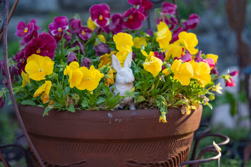 Easter in a potted plant