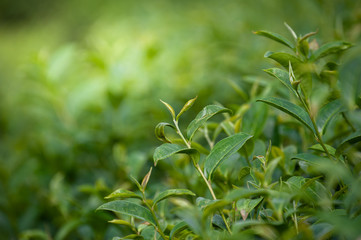 Green tea background - fresh leaves close up on blurred background at tea plantations in Royal Project Angkhang, Chiang Mai, Thailand.
