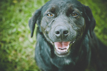 Old black dog smiling