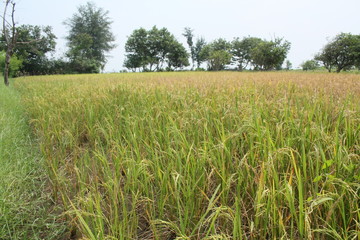 Rice plants against the background of cloudy bright blue skies in summer