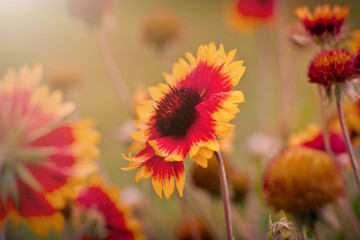 Wallpaper of a beautiful flower