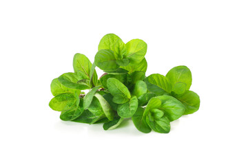 fresh green leaves of mint on a white background