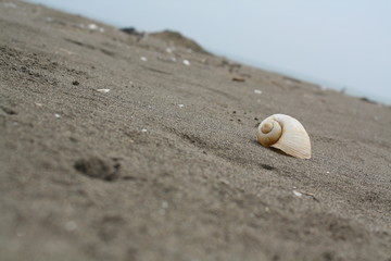 isolated snail shell on beach