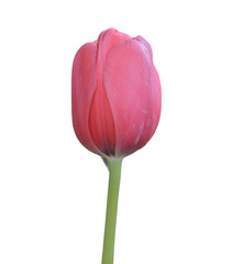 Tulips flower on white background.