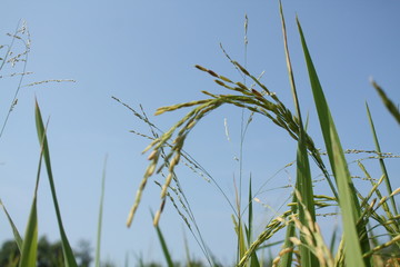 Rice plants against the background of cloudy bright blue skies in summer