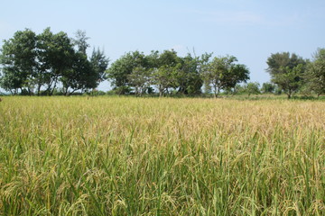 Rice plants against the background of cloudy bright blue skies in summer