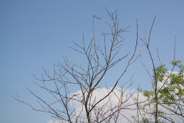dried tree twigs against the background of a bright blue sky in summer