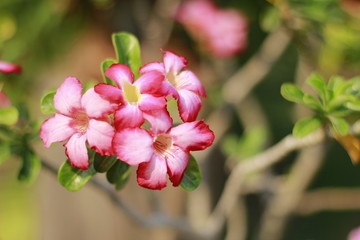flower in the garden