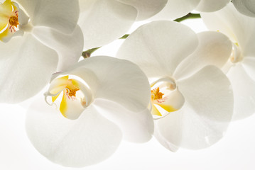 Fototapeta na wymiar white orchid flowers, macro
