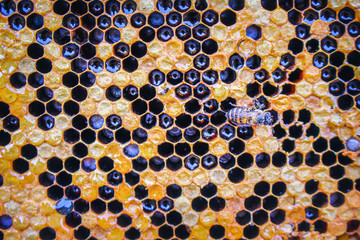 Honeycomb seamless patterns texture with bee top view for brown background