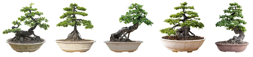 Outdoor-Kissen Bonsai trees isolated on white background. Its shrub is grown in a pot or ornamental tree in the garden. © Pongsak
