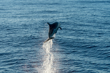 ジャンプするハンドウイルカ　小笠原