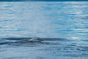 小笠原の海を泳ぐマッコウクジラ