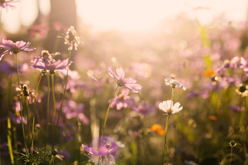 Pink cosmos flower field with sunlight