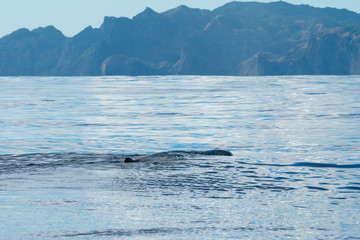Naklejka premium 小笠原の海を泳ぐマッコウクジラ