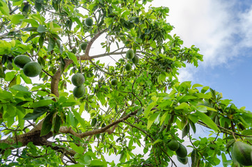 Avocados Tree Sky And Cloud