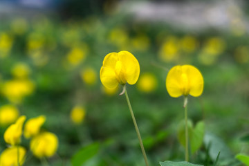 Small yellow flowers Used as a ground cover instead of grass