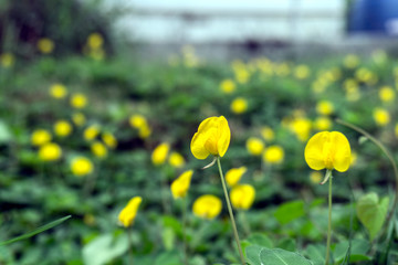Small yellow flowers Used as a ground cover instead of grass