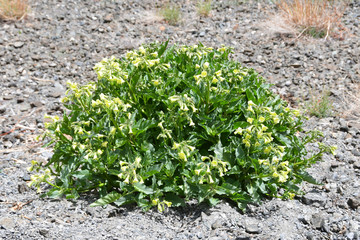 China, Tibet. Plant with yellow flowers on the shore of lake Rakshas Tal