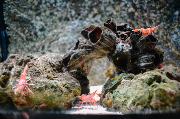 Under the sea in Thailand