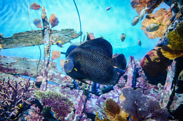 Under the sea in Thailand
