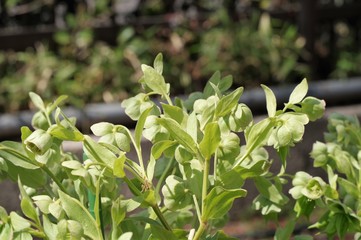 クリスマスローズ